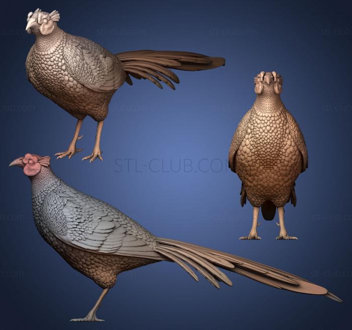 3D model pheasant (STL)
